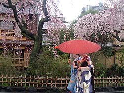 さくら